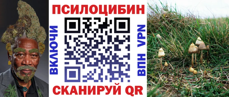 купить  цена  Ершов  Галлюциногенные грибы Cubensis 